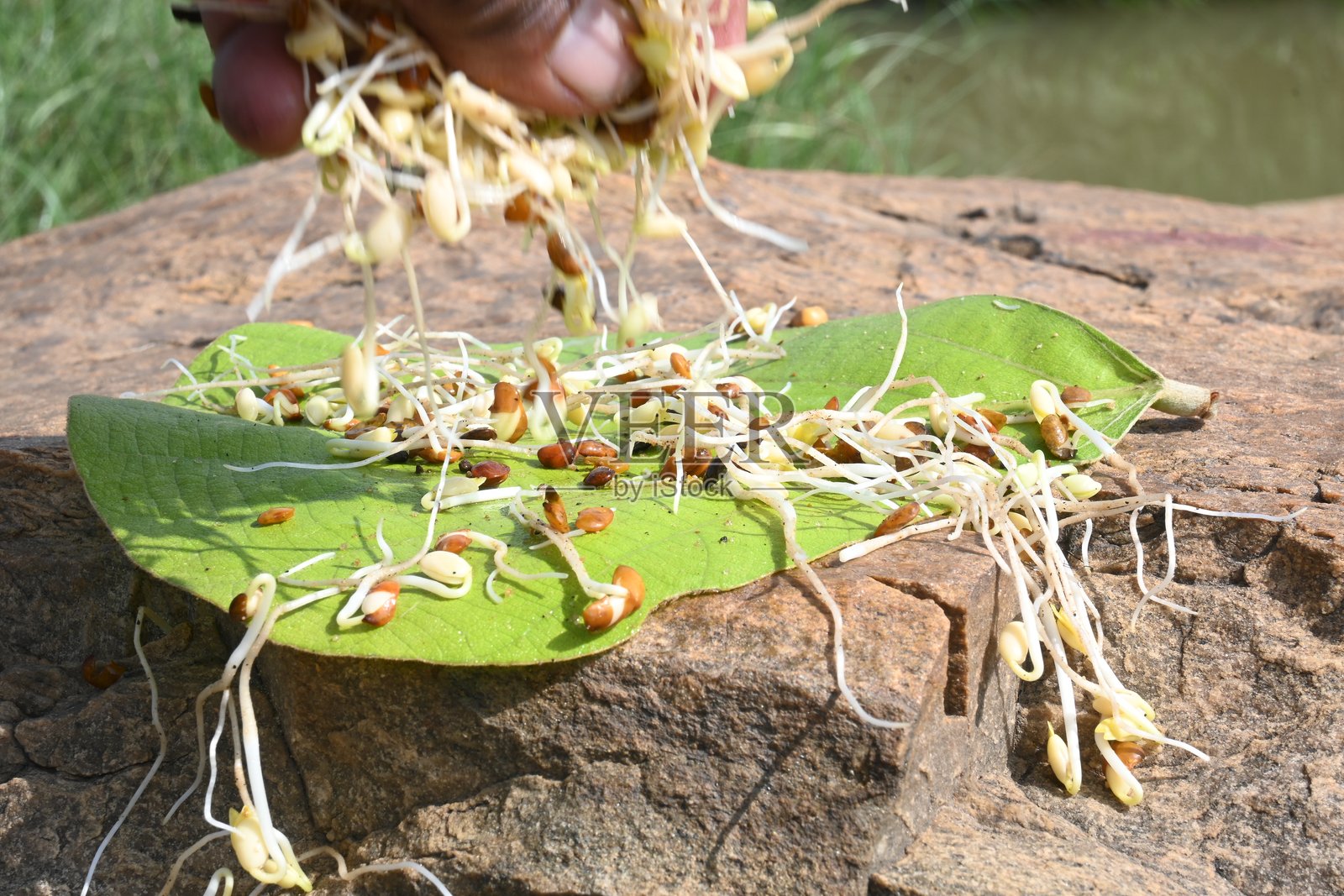 发芽的马特罗蒂洛马照片摄影图片