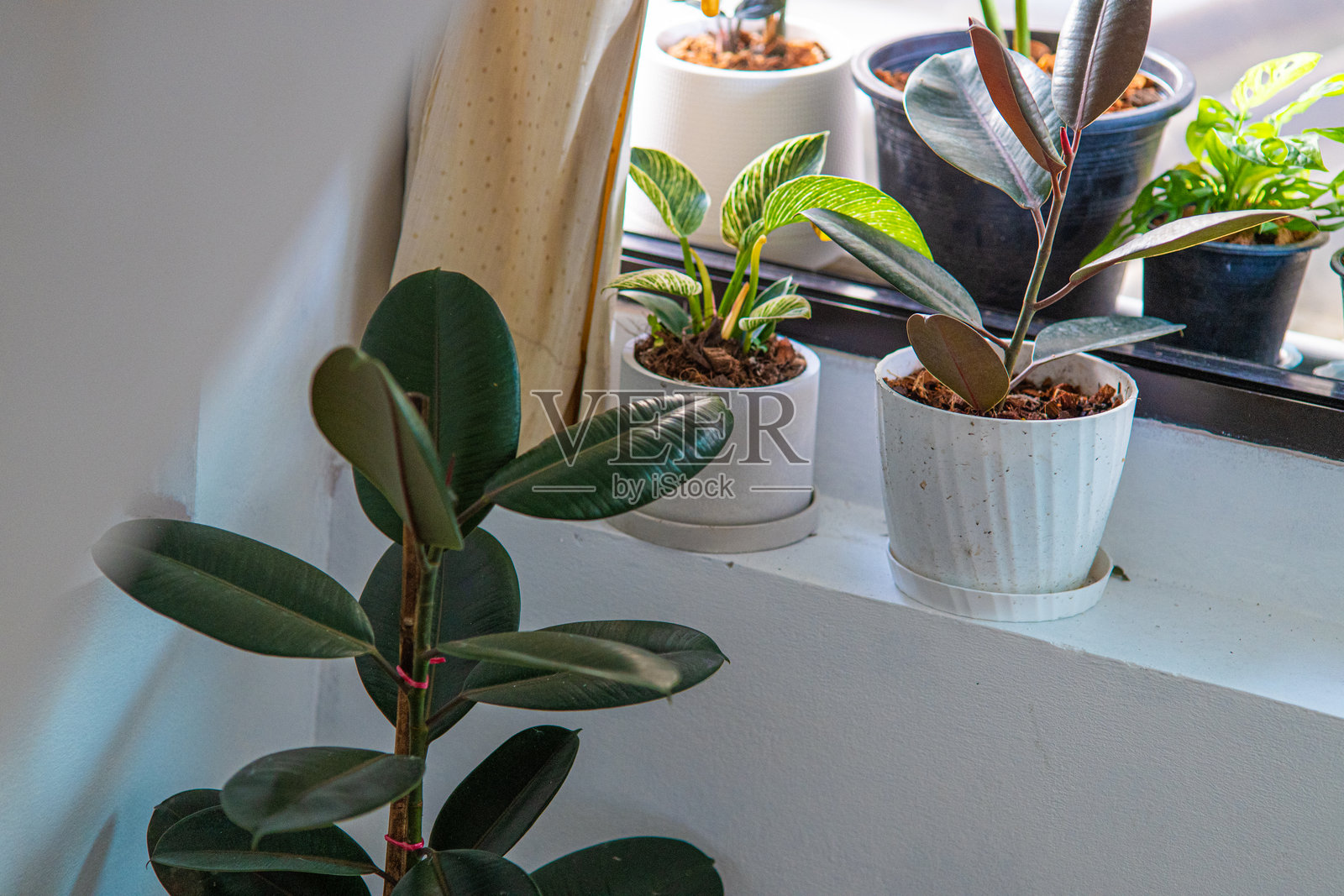 室内绿植树叶，位于联排别墅花园照片摄影图片