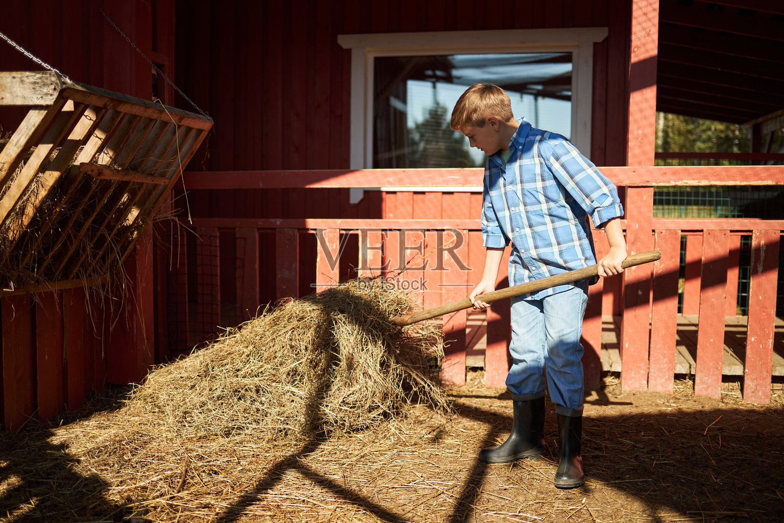 阳光明媚的农场，一个白种男孩在谷仓里用铲子铲干草照片摄影图片