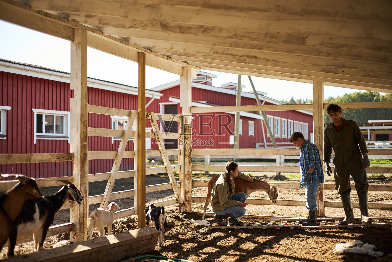 白种男人和十几岁的男孩在乡村农场一起喂山羊照片摄影图片