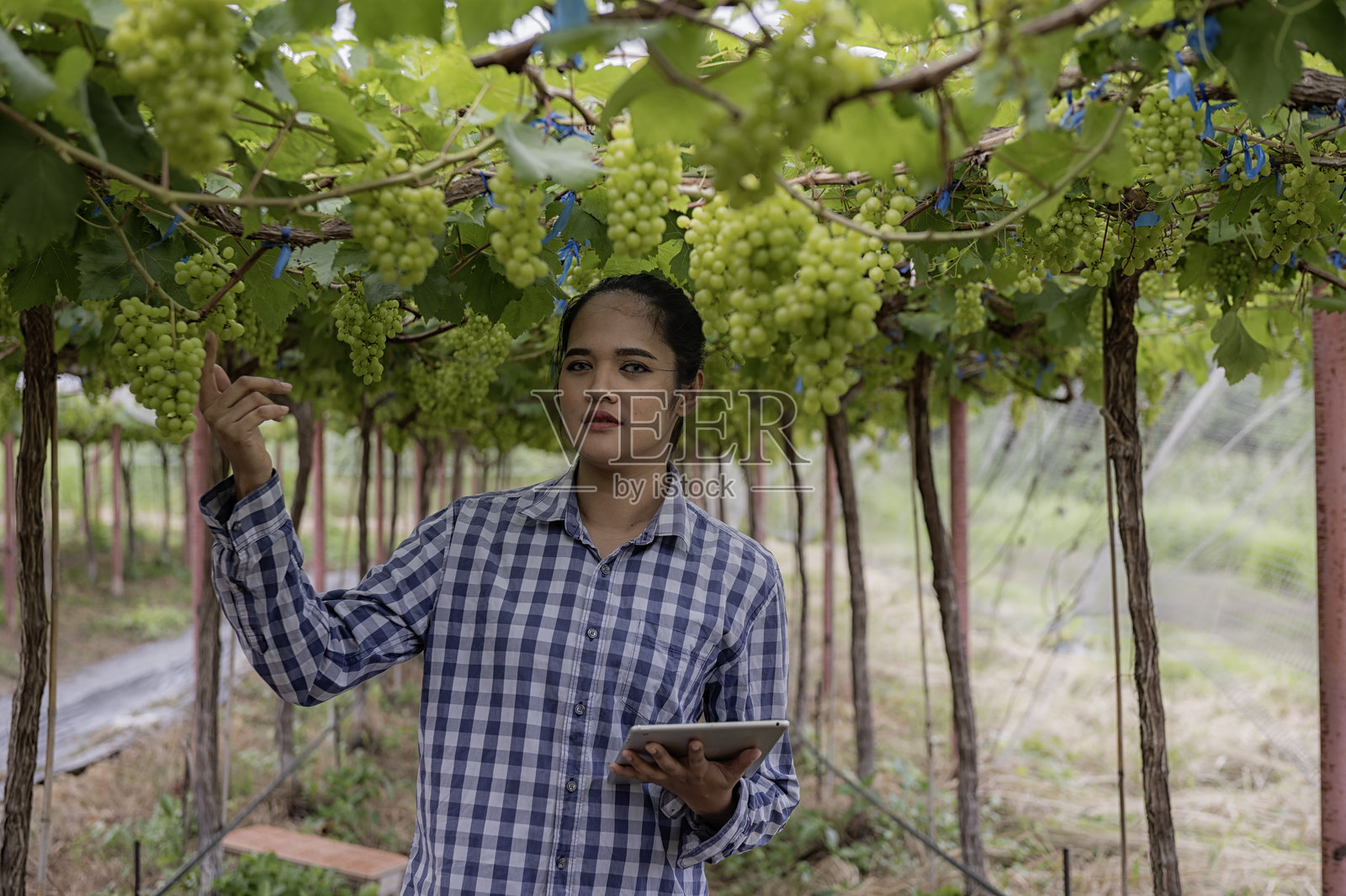 温室农场里，一位女性葡萄园主正用平板电脑检查无籽绿葡萄。照片摄影图片