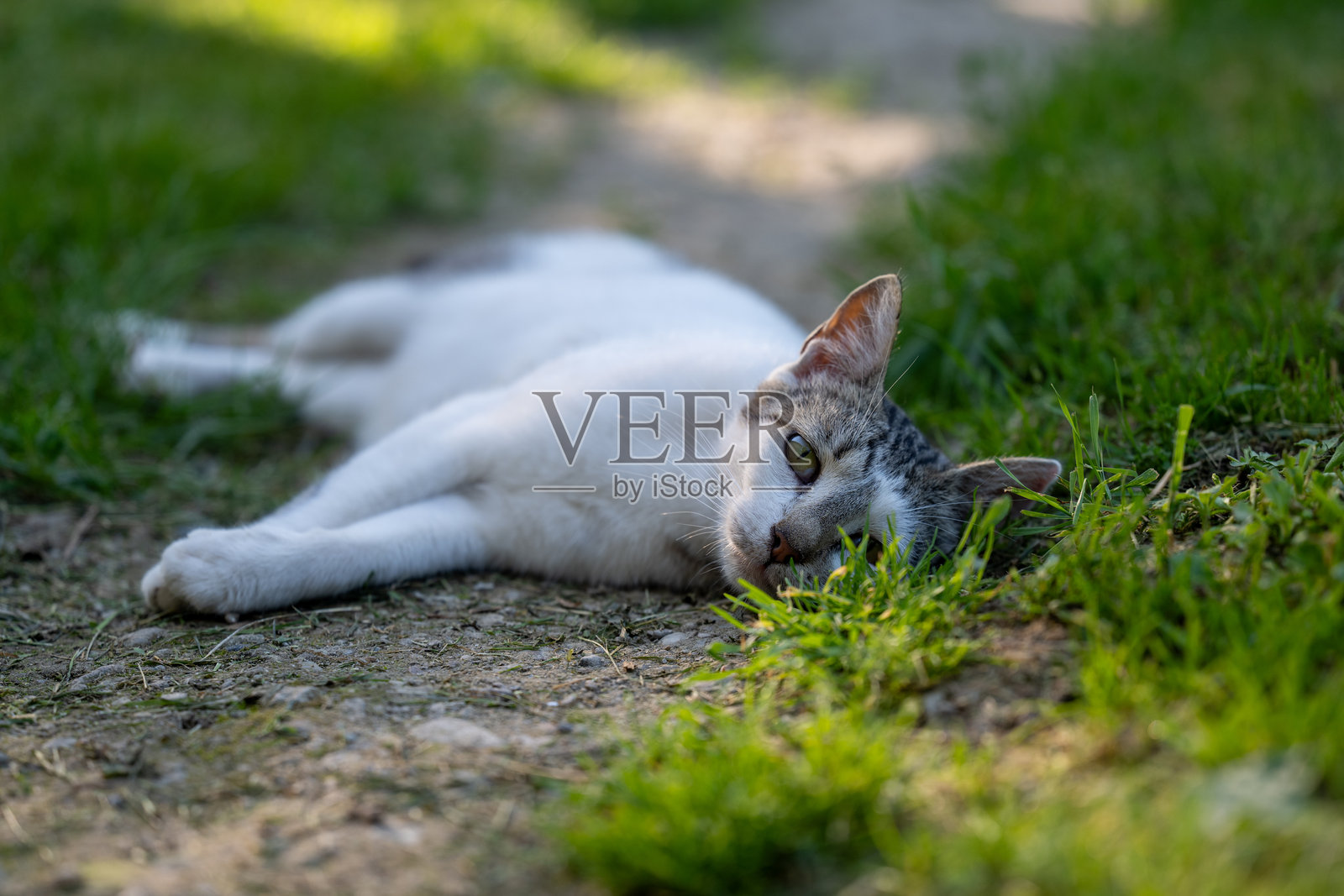 一只白猫躺在乡村院子的地上。白猫在地上。照片摄影图片