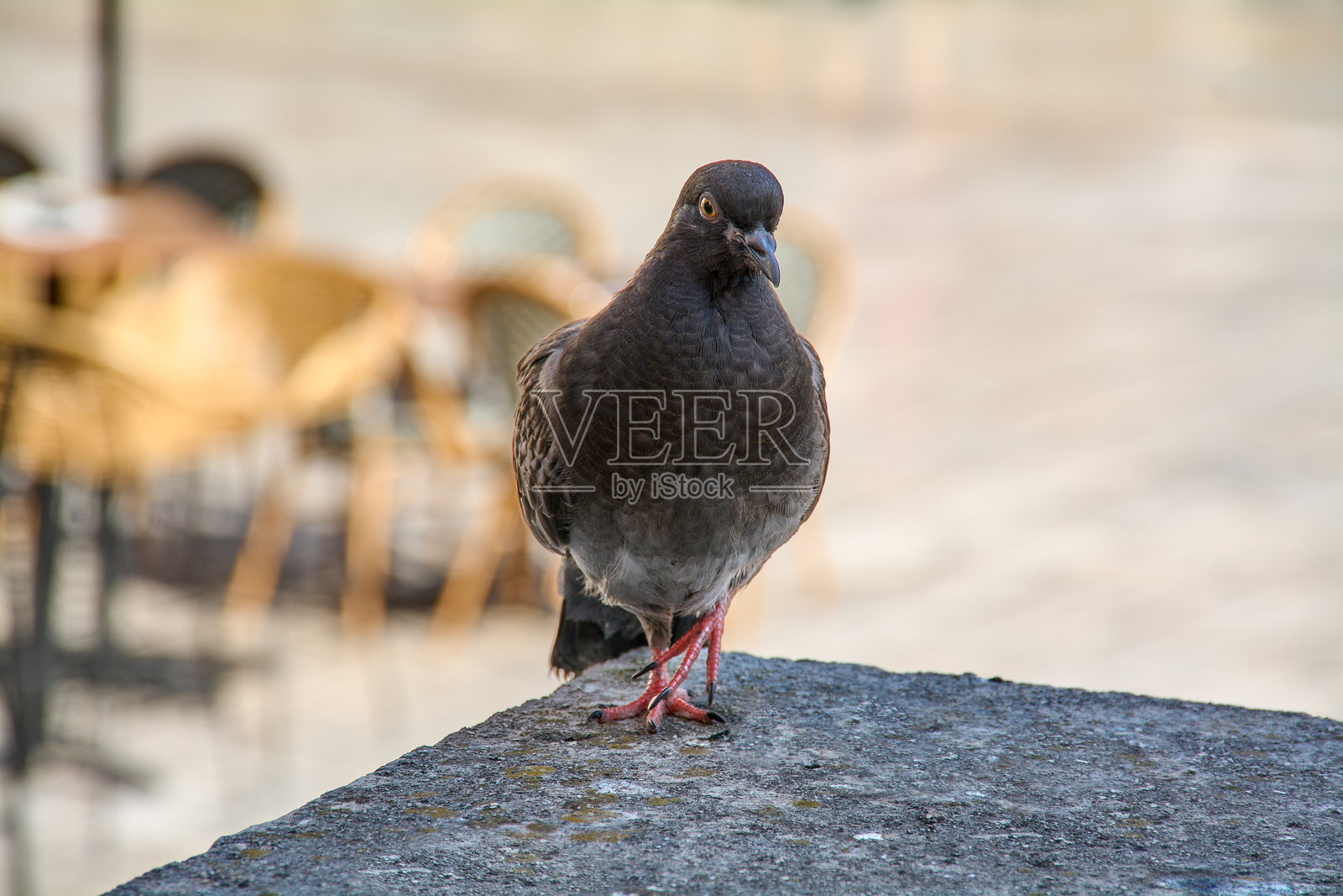 城市鸽子在石制窗沿上的特写照片摄影图片