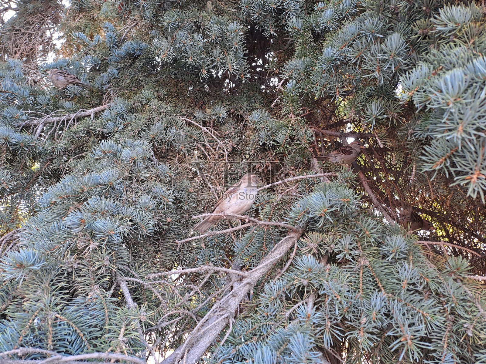 冷杉枝照片摄影图片