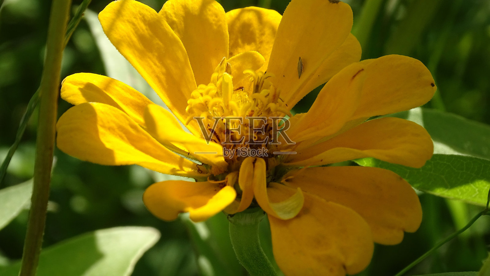 昆虫停留在黄花上照片摄影图片