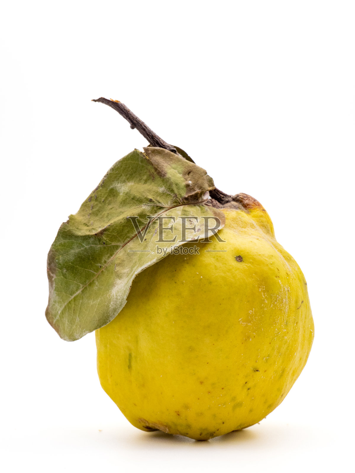 白色背景上的榅桲照片摄影图片