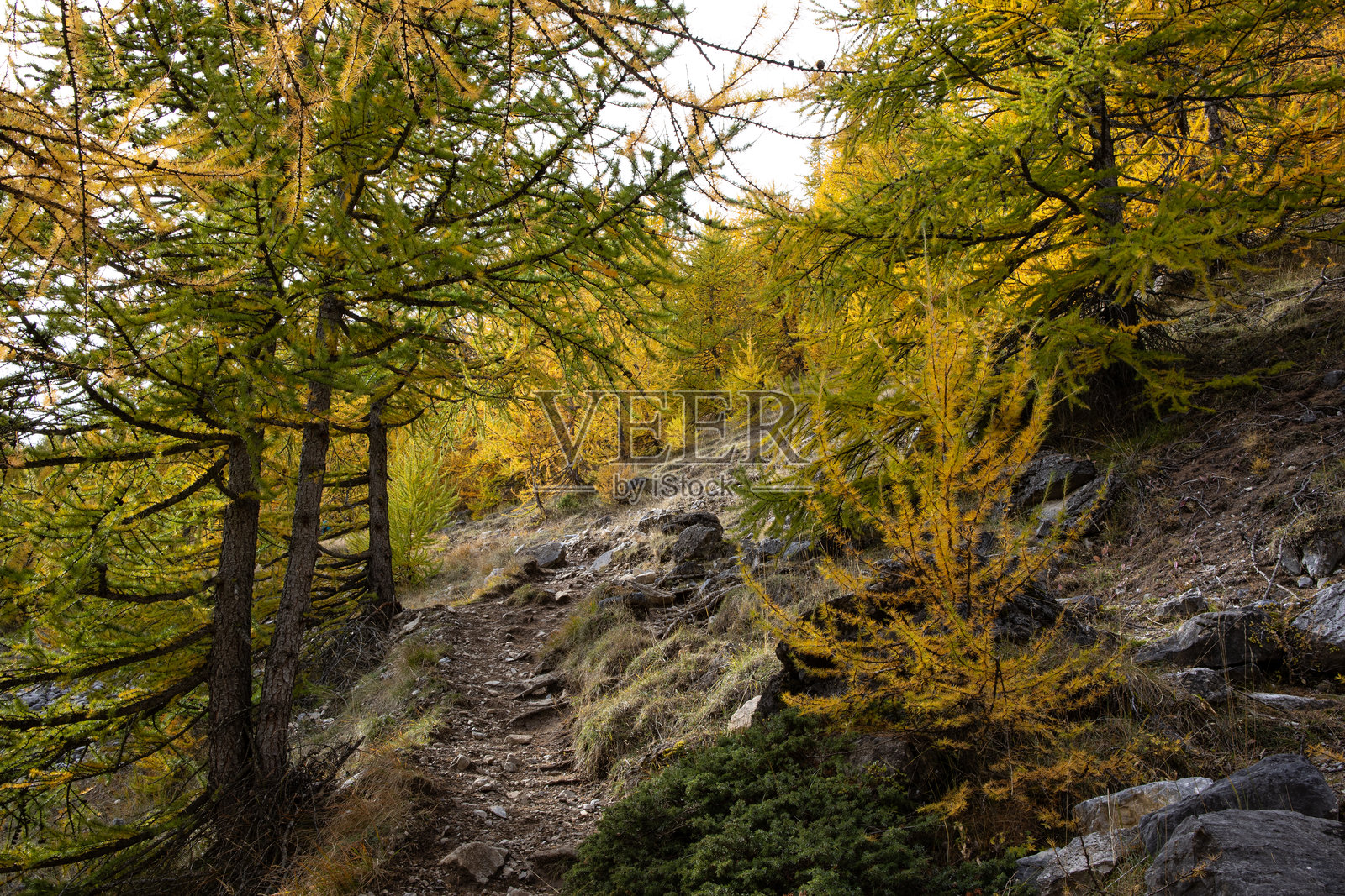秋季，色彩与落叶，初雪与金黄的落叶松照片摄影图片