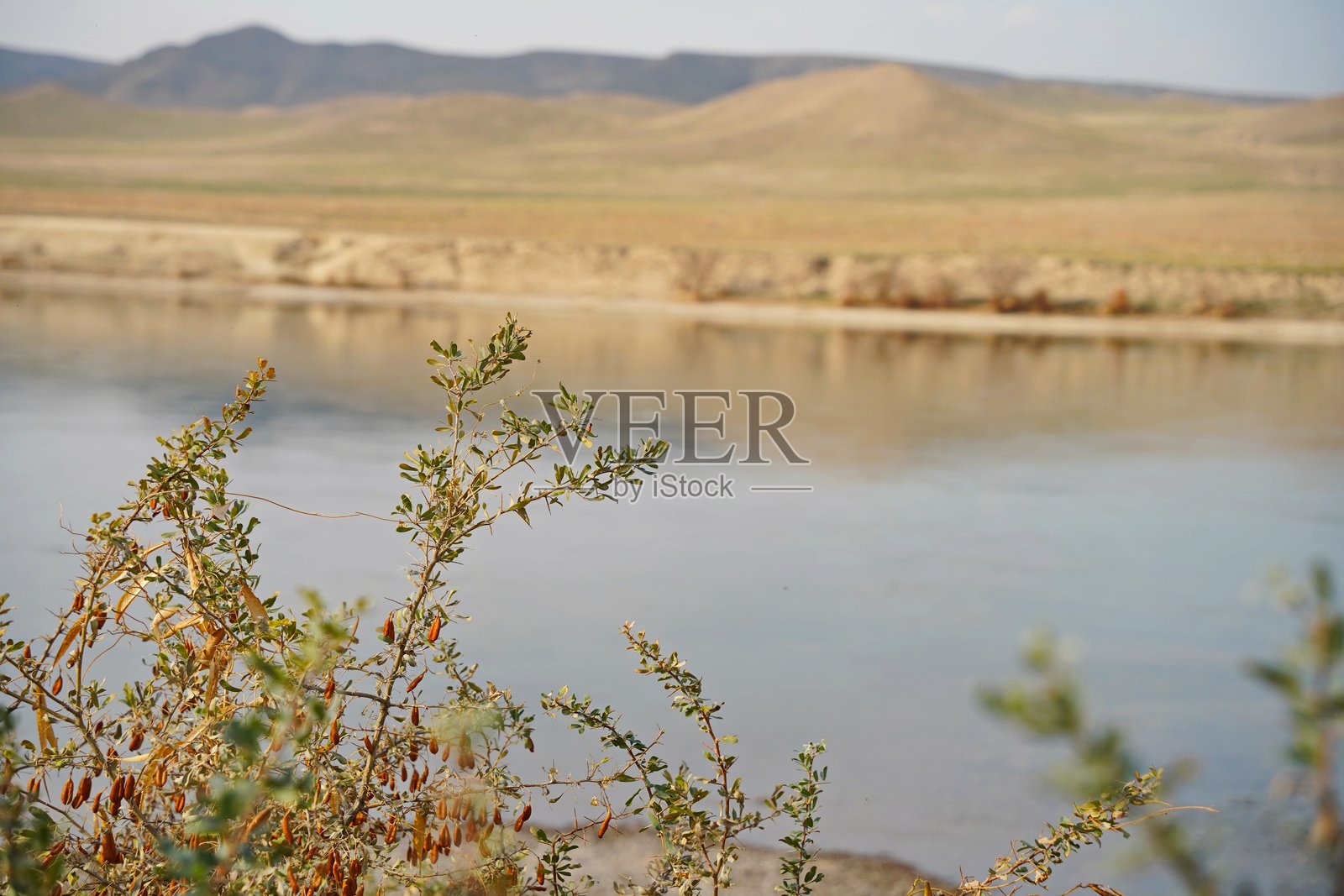 伊犁河沿岸的山地地形和各种植被。国家自然公园。照片摄影图片