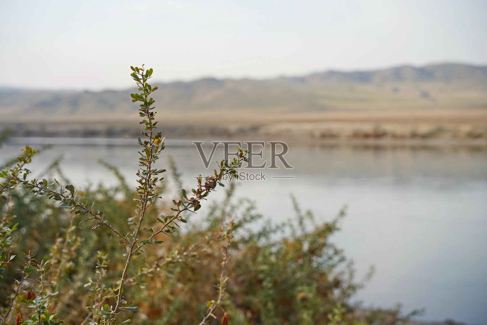 伊犁河沿岸的山地地貌和多样植被。国家自然公园。照片摄影图片