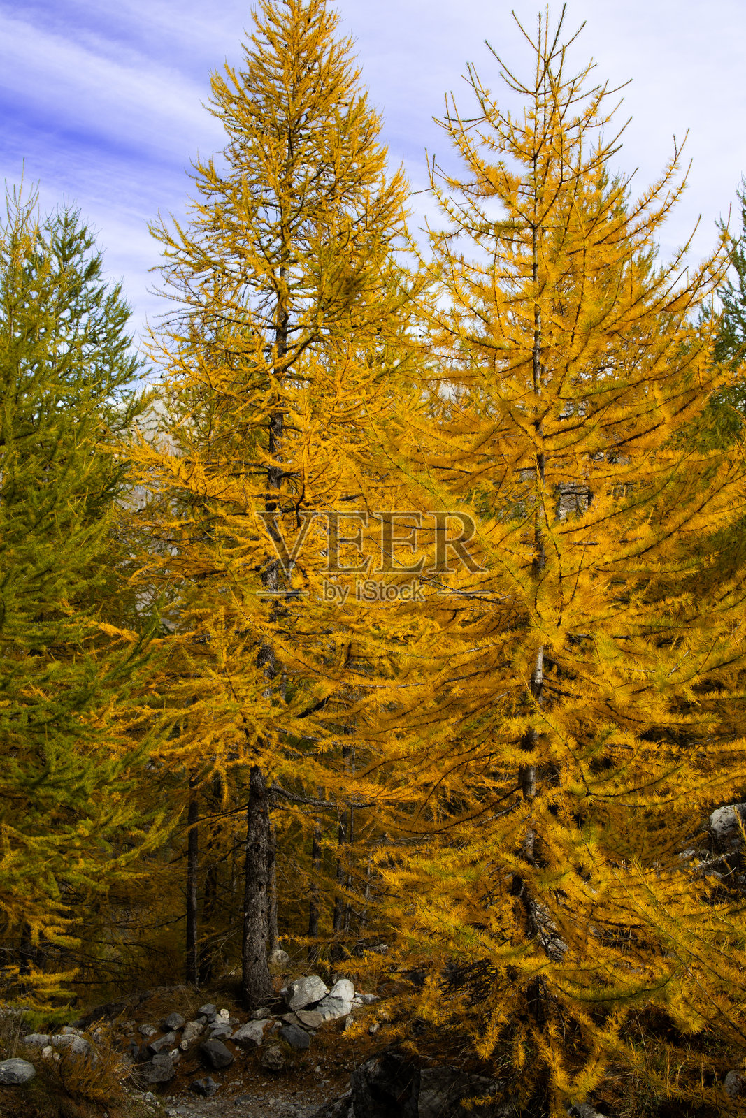 秋季，色彩与落叶，初雪与金黄的落叶松照片摄影图片