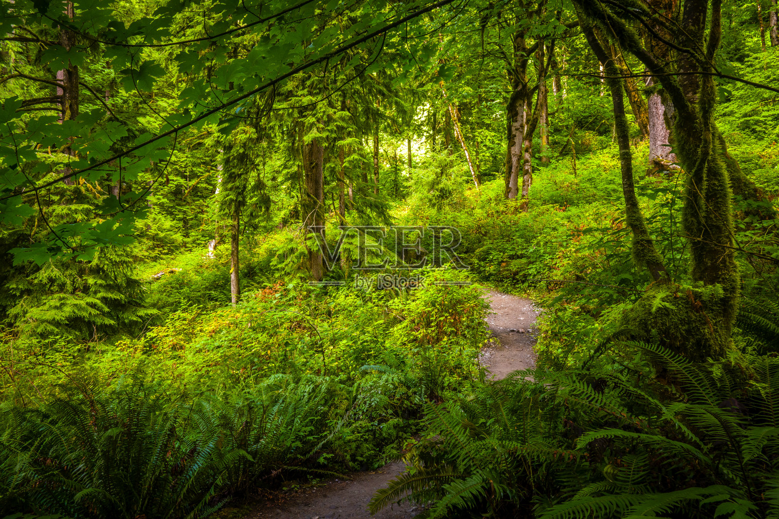 一条穿越茂密绿色温带雨林的徒步小径照片摄影图片