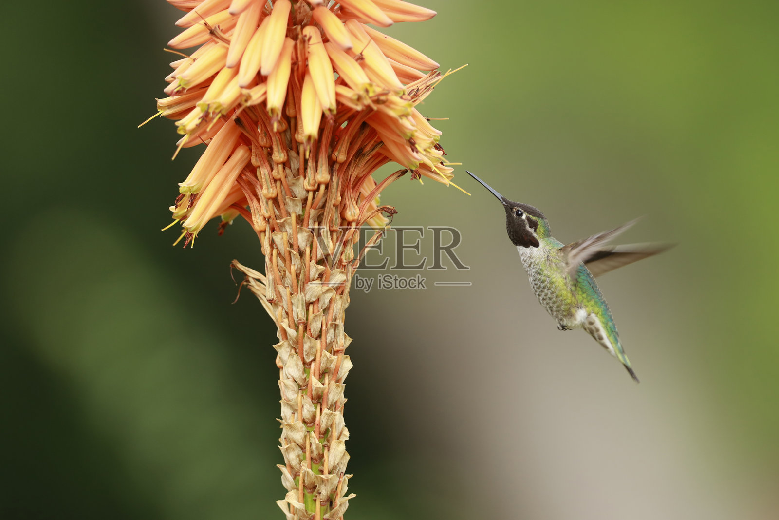 安娜蜂鸟照片摄影图片