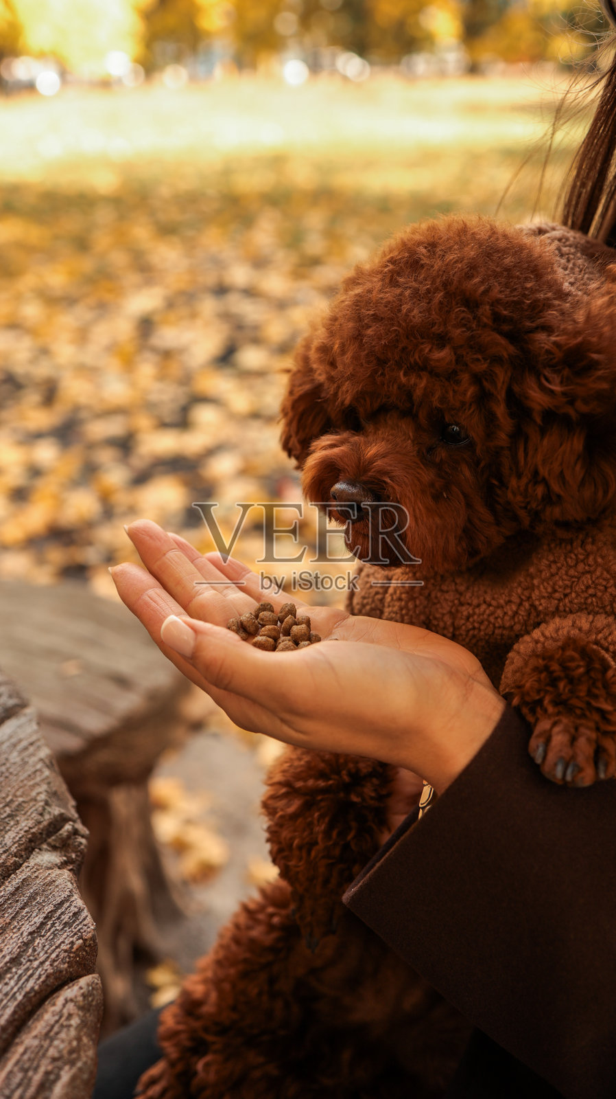 一只可爱的棕色贵宾犬幼犬在公园里被喂零食照片摄影图片