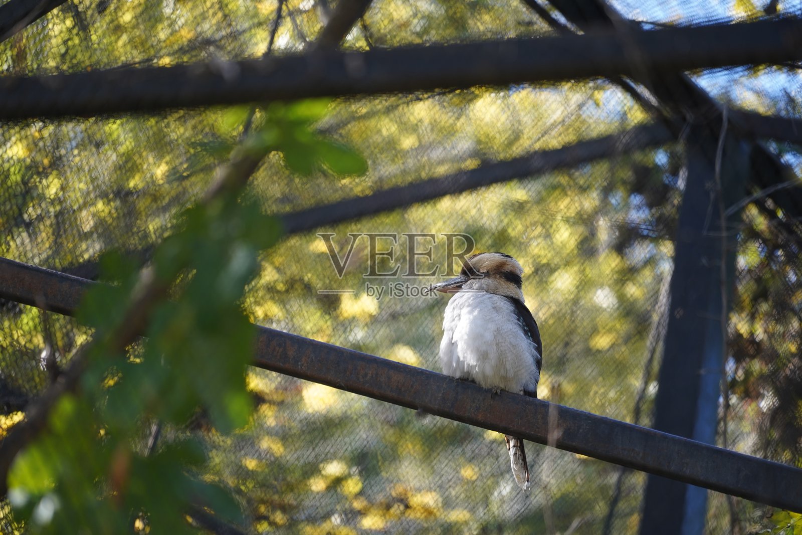 野生动物鸟类、鹈鹕、土拨鼠、鹿、老虎、豹子照片摄影图片