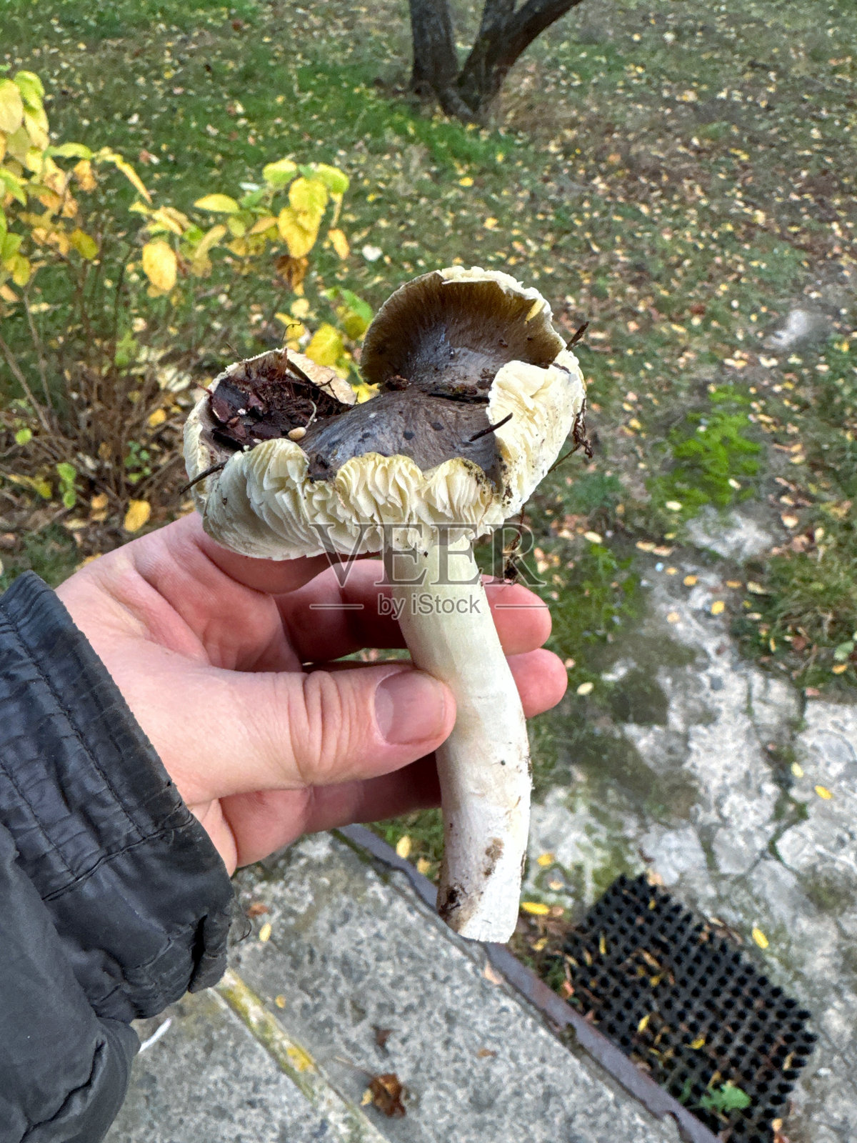 一只巨大的斑luoromethyl Tricholoma 菌菇（大肥菇）被放在采菇人的手中。秋季采摘蘑菇。照片摄影图片