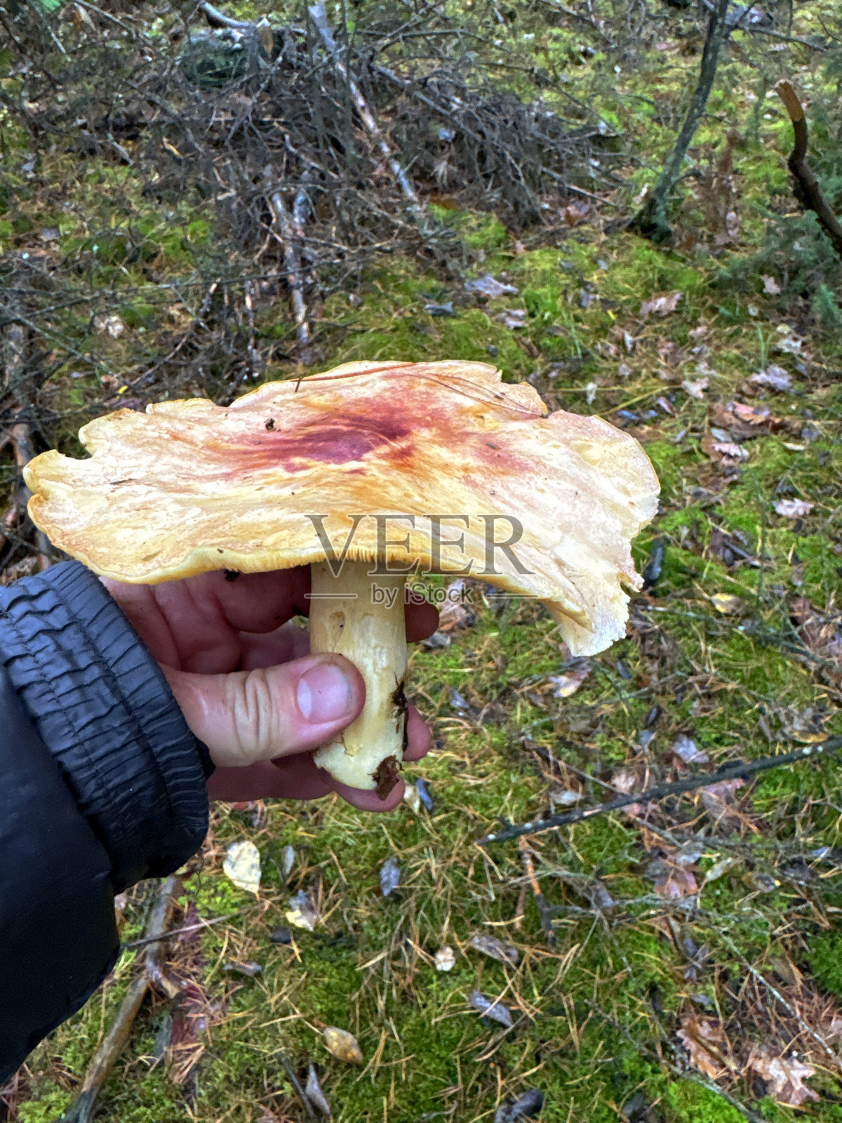 一只大型的红柄牛肝菌（Tricholomopsis rutilans）在采菇人的手中。秋季采菇。照片摄影图片