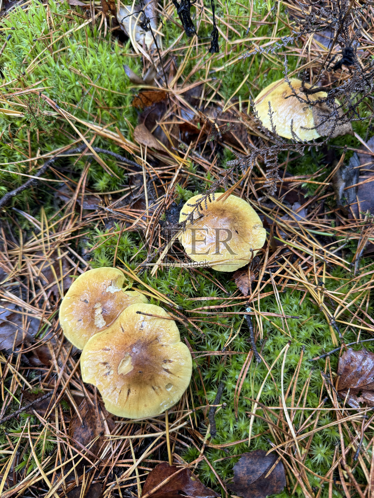 绿褶伞。一群蘑菇生长在绿色苔藓中，周围散落着松针。照片摄影图片