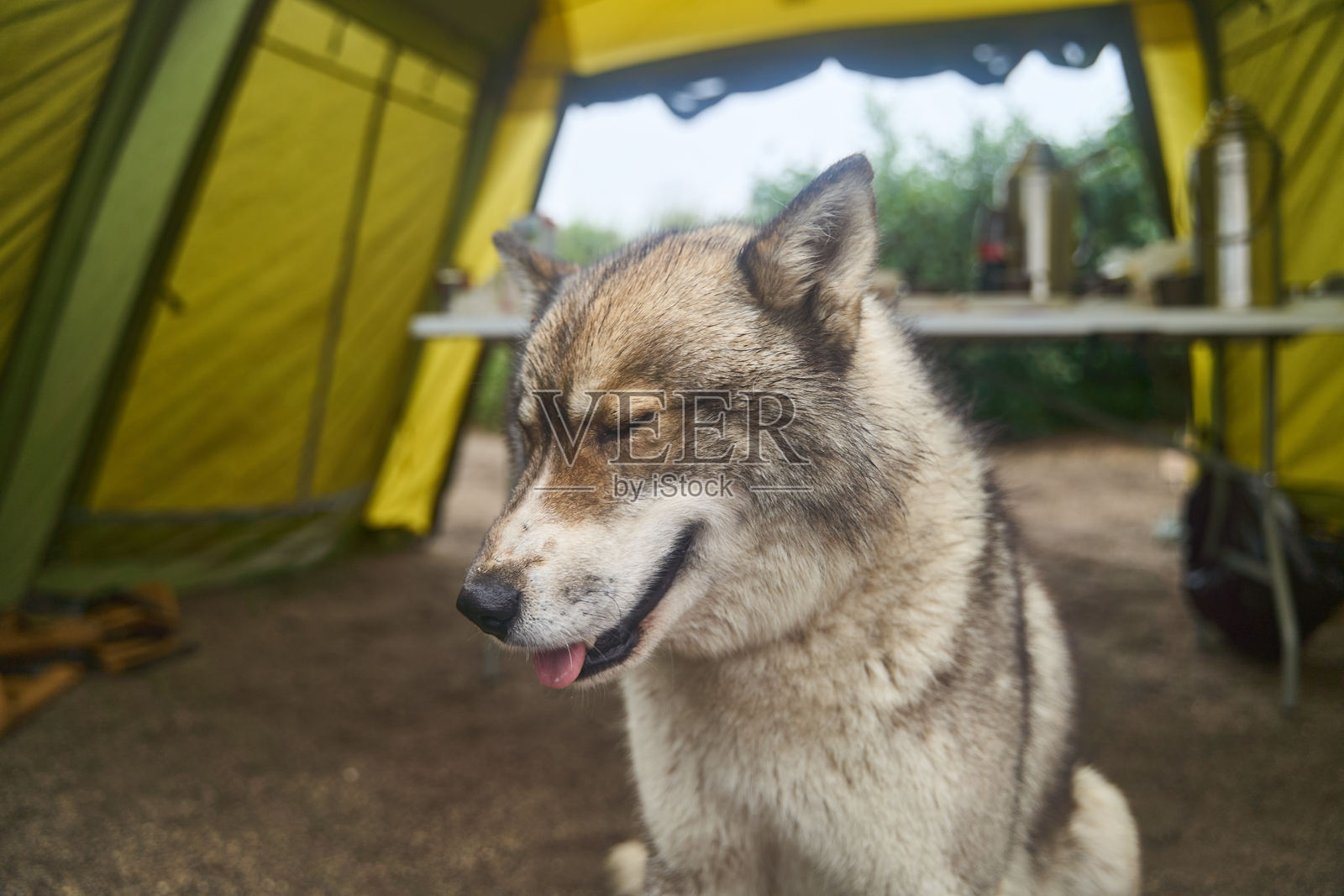 户外探险时，一只充满好奇心的狼被发现在帐篷内的特写照片摄影图片