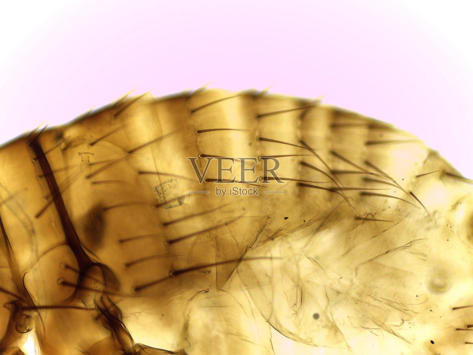 雌性人蚤（Pulex irritans）的显微侧视图照片摄影图片