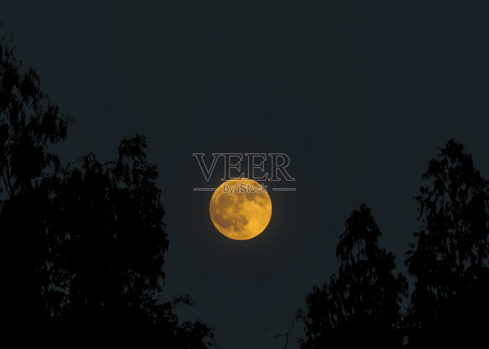 月圆之夜，树枝上的满月照片摄影图片