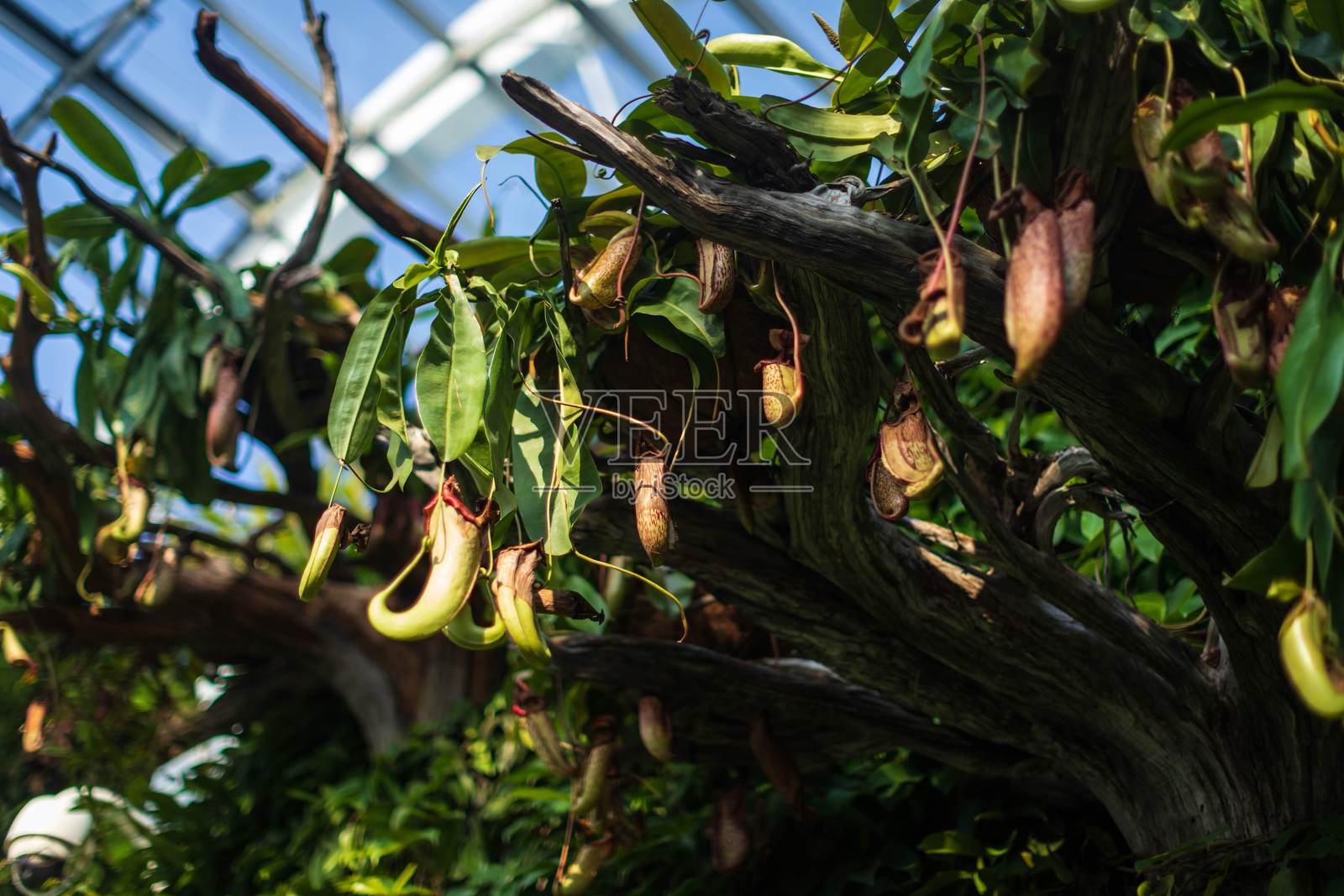 温室里的热带捕虫草照片摄影图片