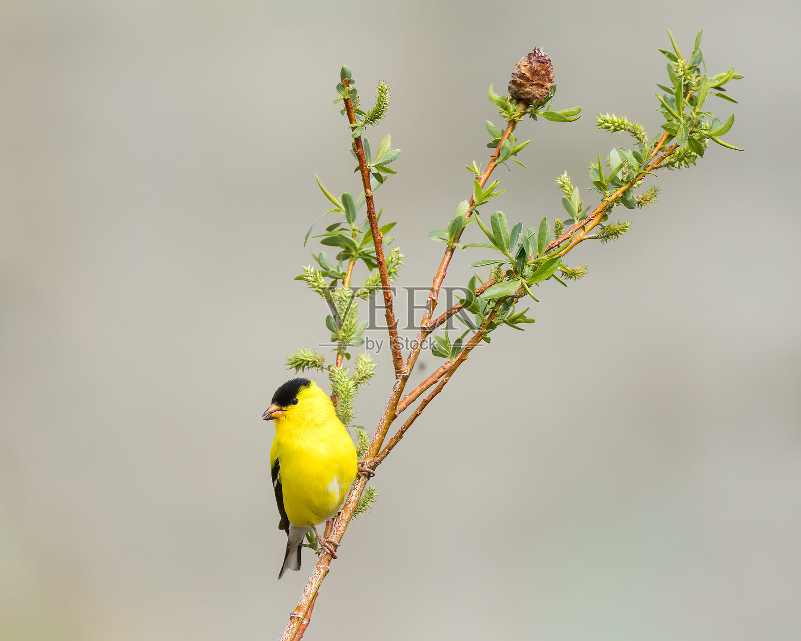 美国金翅雀（Spinus tristis）照片摄影图片