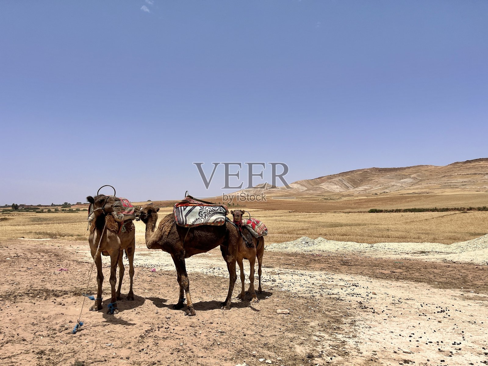 骆驼在摩洛哥穆莱布拉欣的撒哈拉干旱沙漠景观中站立照片摄影图片