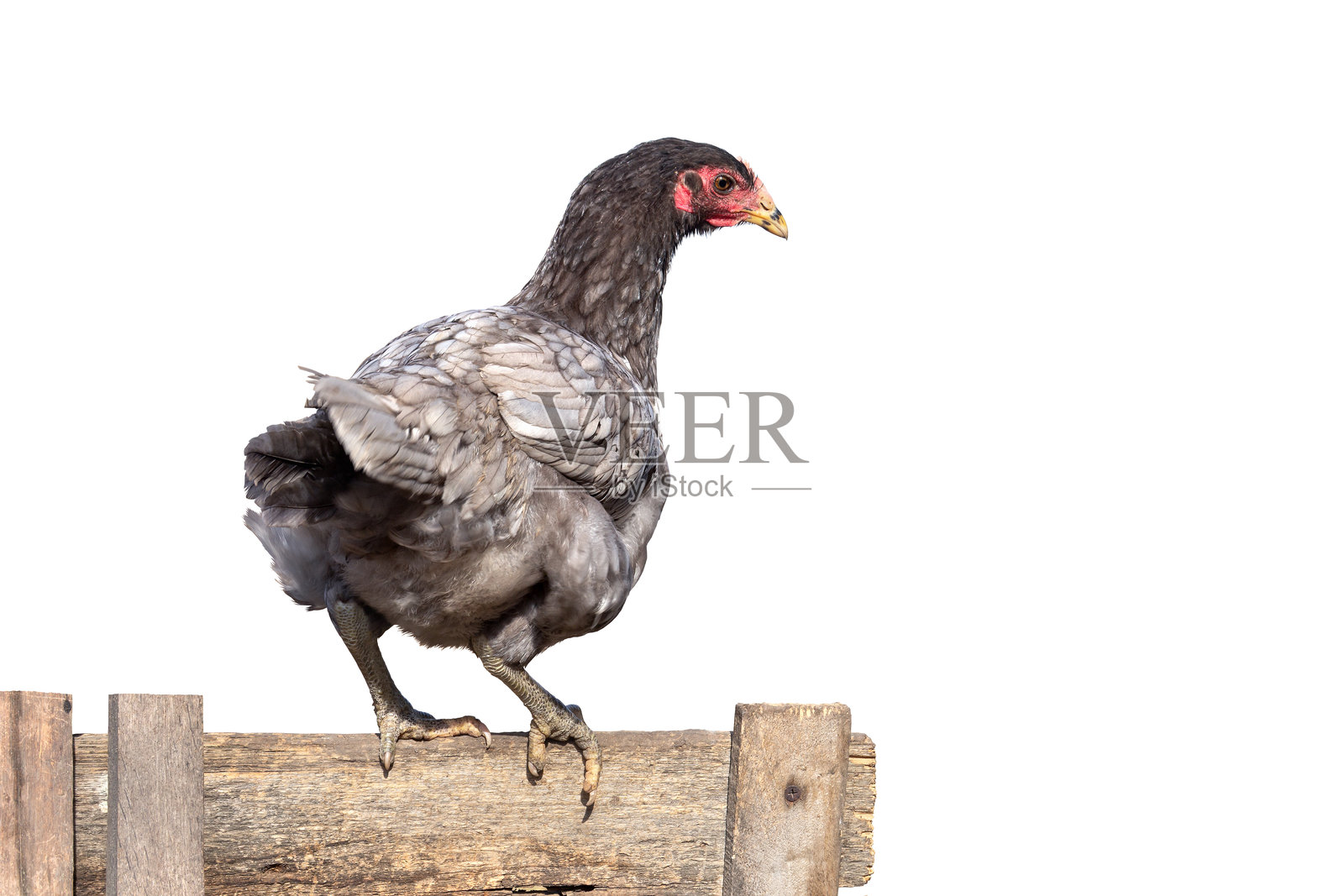 一只（占主导地位的）鸡站在后院的旧木围栏上，背景为白色照片摄影图片