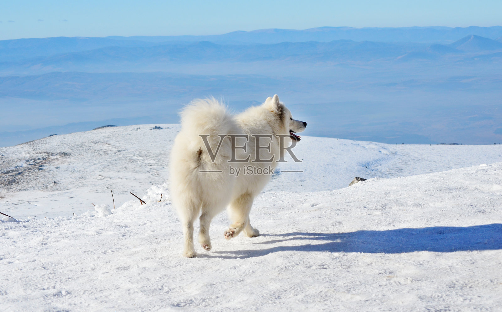 冬季山间的萨摩耶犬照片摄影图片