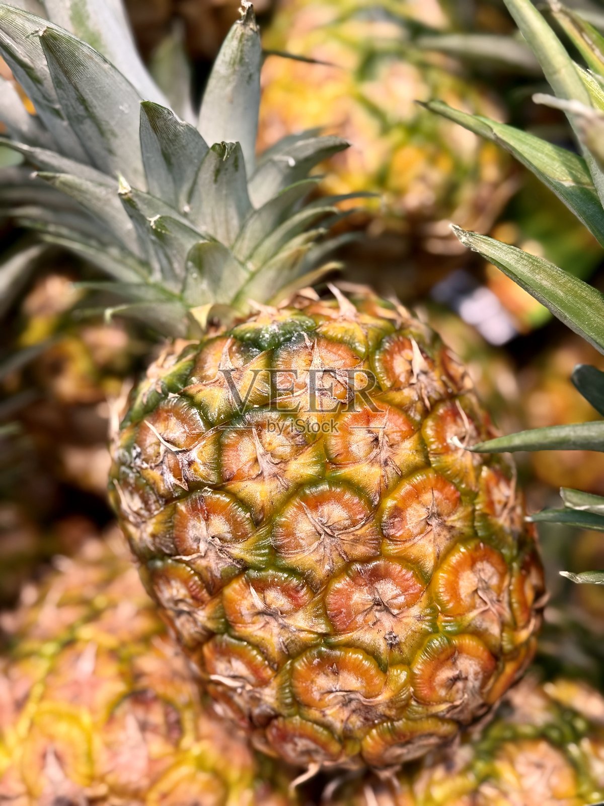 菠萝照片摄影图片