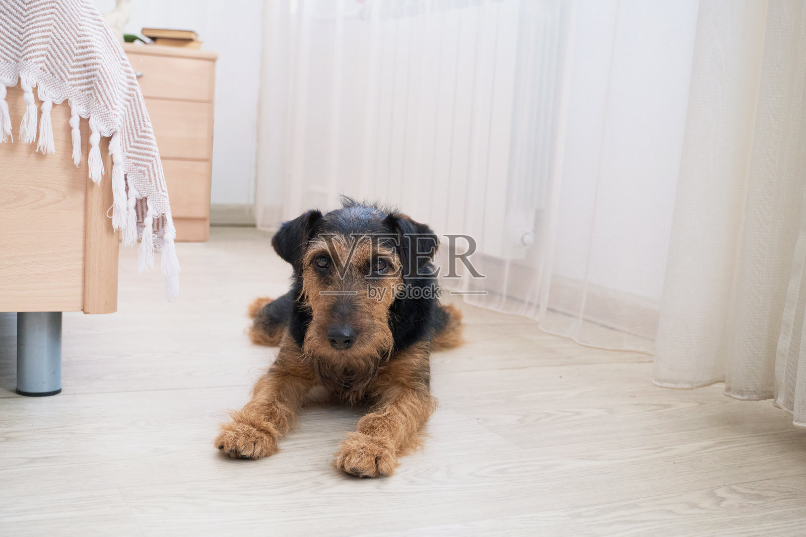 一只艾尔代尔㹴在铺有硬木地板的舒适卧室里放松照片摄影图片