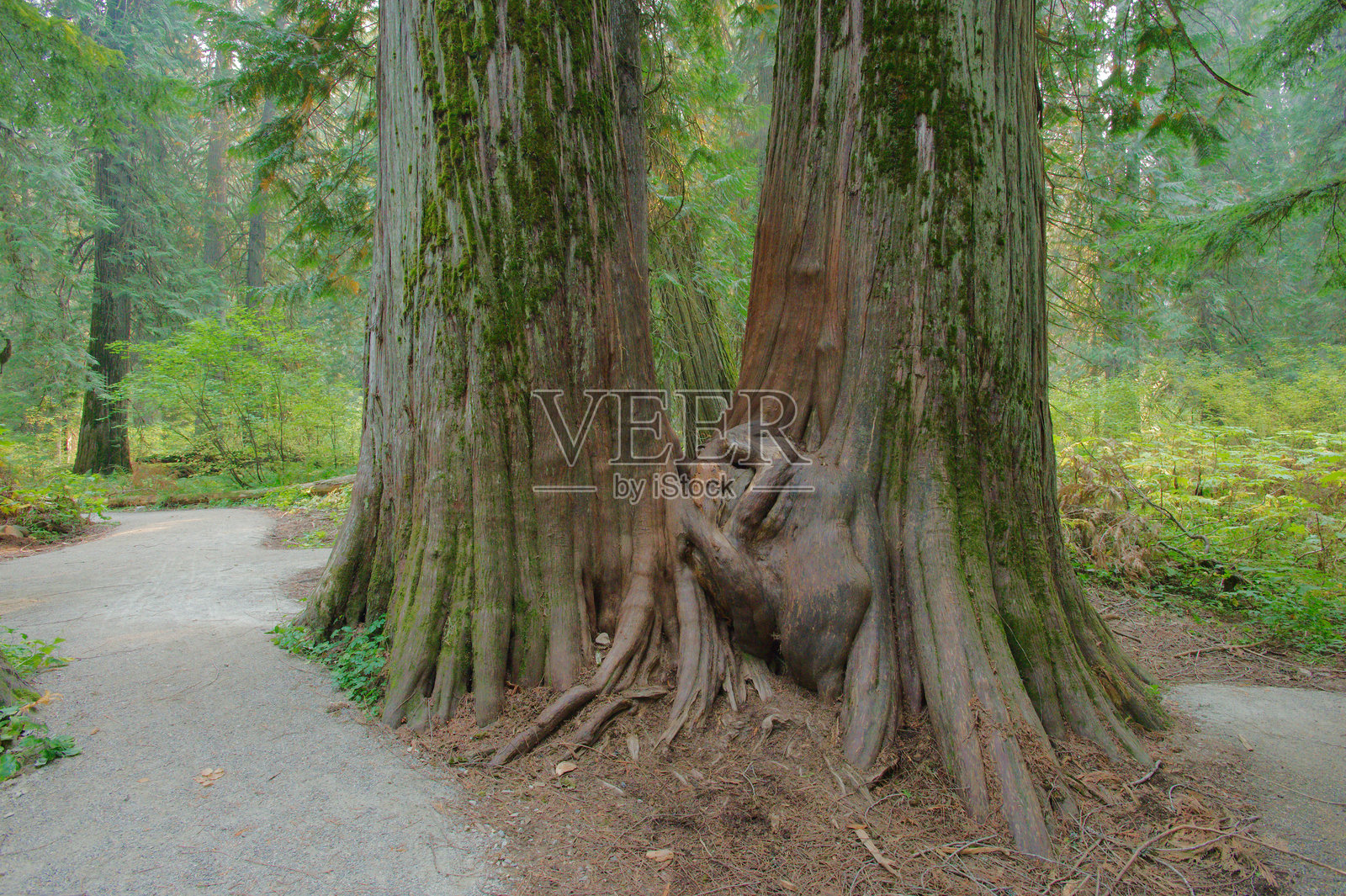 蒙大拿州，晨光中，一条蜿蜒的森林小径旁，古老的树干与长满苔藓的根部照片摄影图片