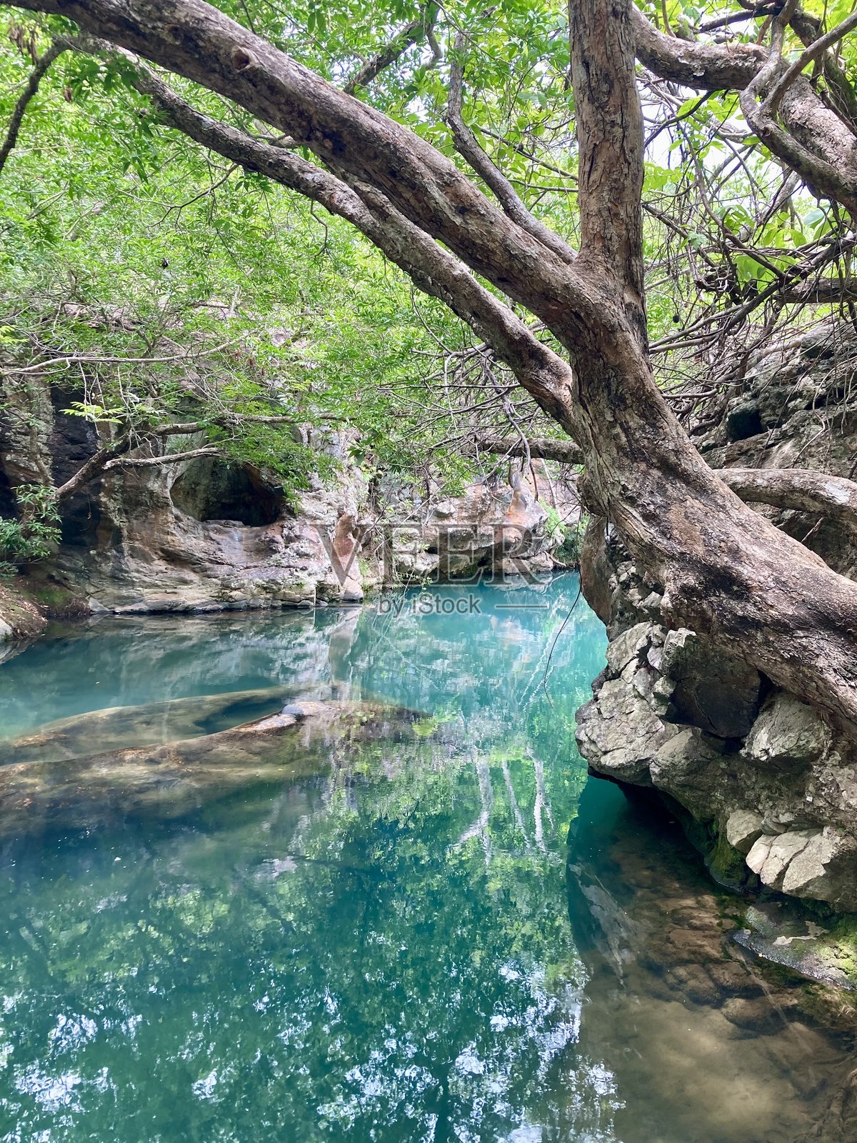 丛林中的河流照片摄影图片