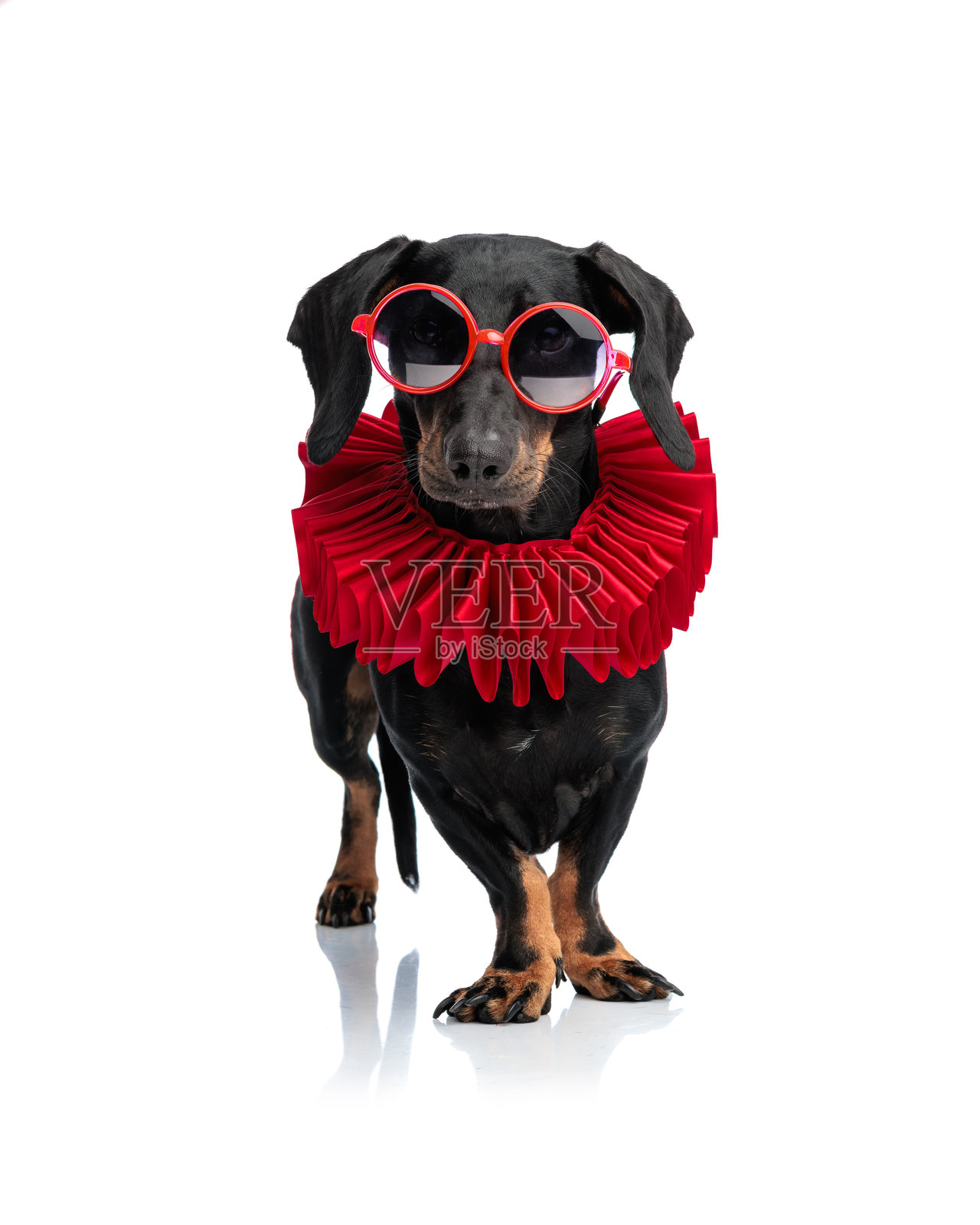 一只戴着圆形太阳镜、系着大项圈的可爱腊肠犬照片摄影图片