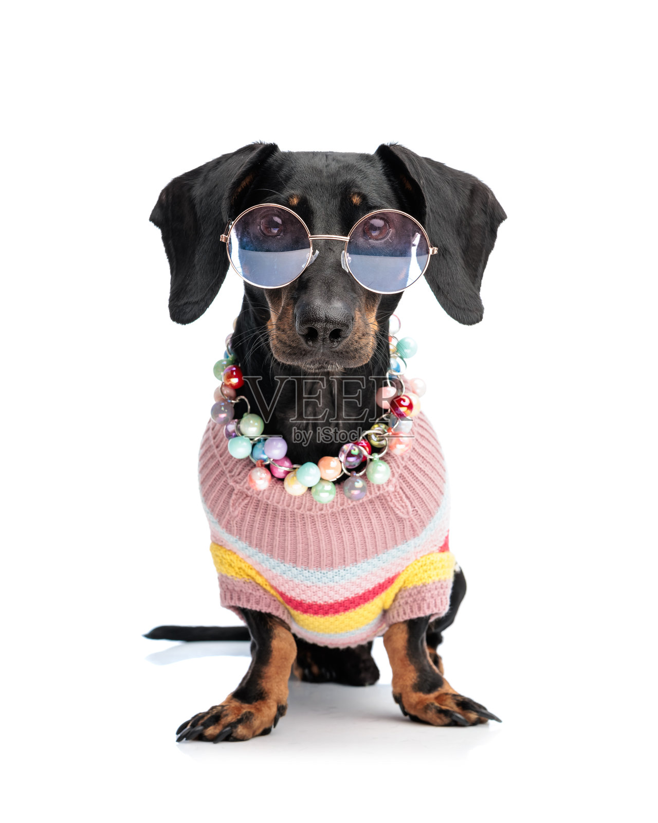 一只可爱的腊肠犬幼崽，戴着配饰，向前看照片摄影图片