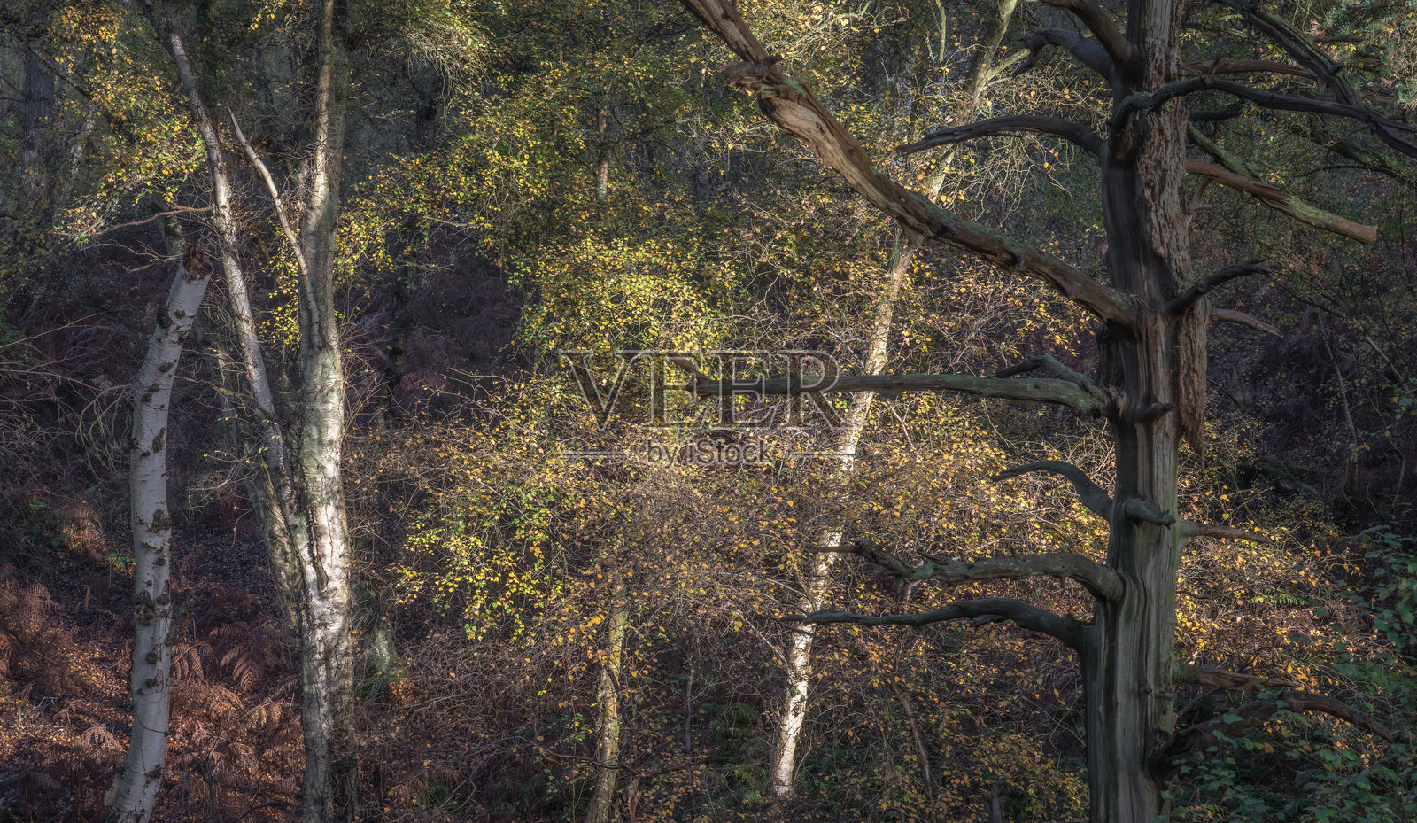 英格兰初秋的林地光辉照片摄影图片