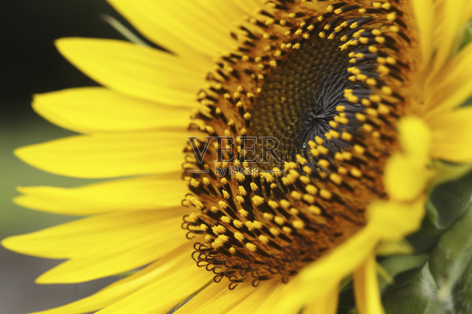 向日葵照片摄影图片