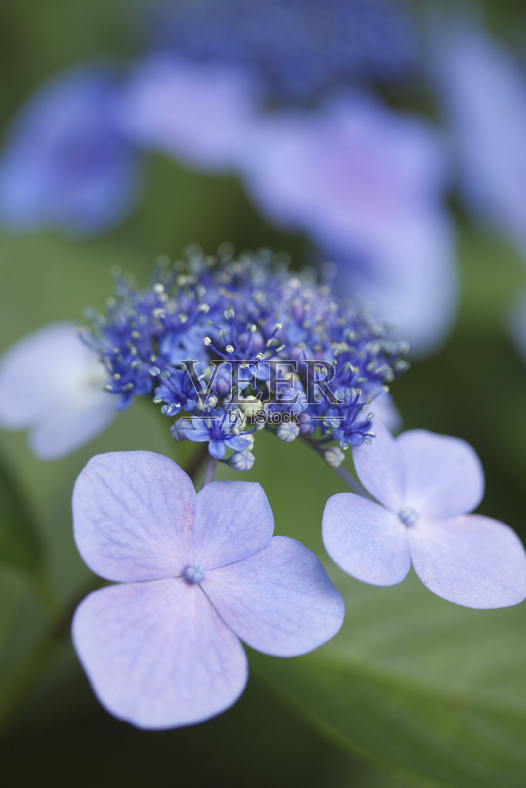 蕾丝绣球花照片摄影图片