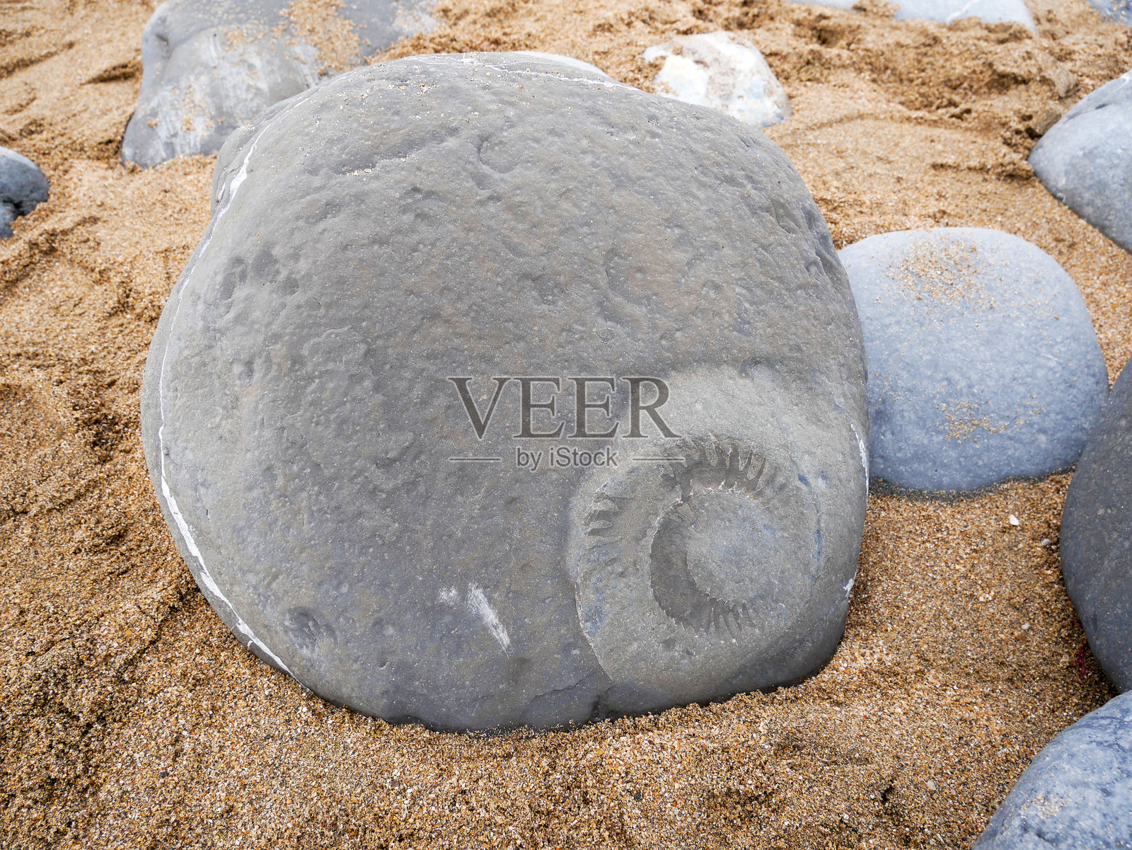 英国多塞特郡莱姆里吉斯发现的菊石化石照片摄影图片