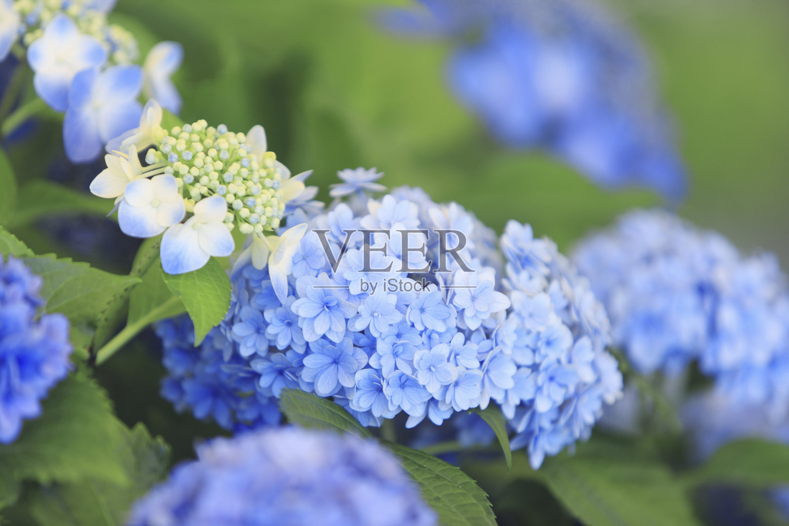 紫色的绣球花照片摄影图片