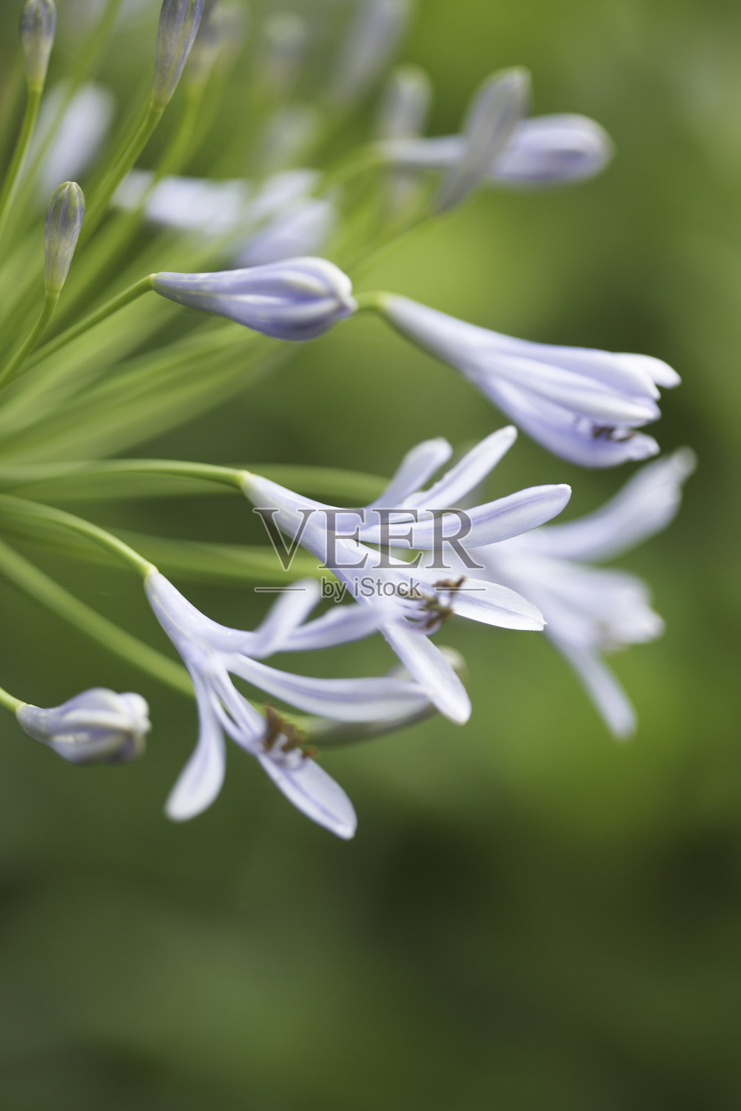 非洲百合照片摄影图片