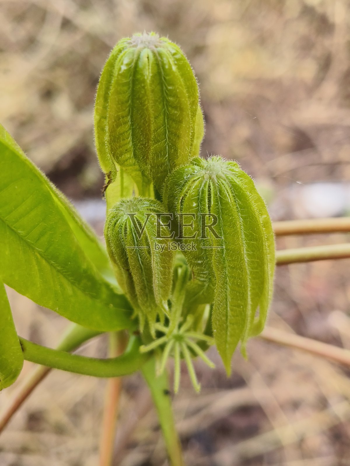 木薯植株新叶生长照片摄影图片