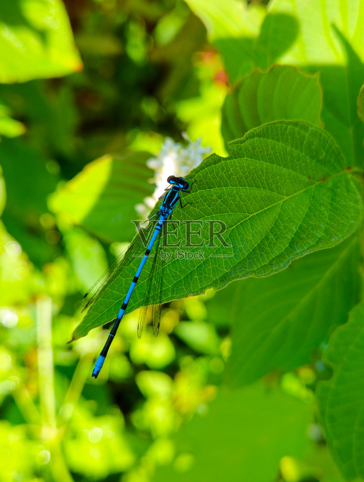 豆娘照片摄影图片
