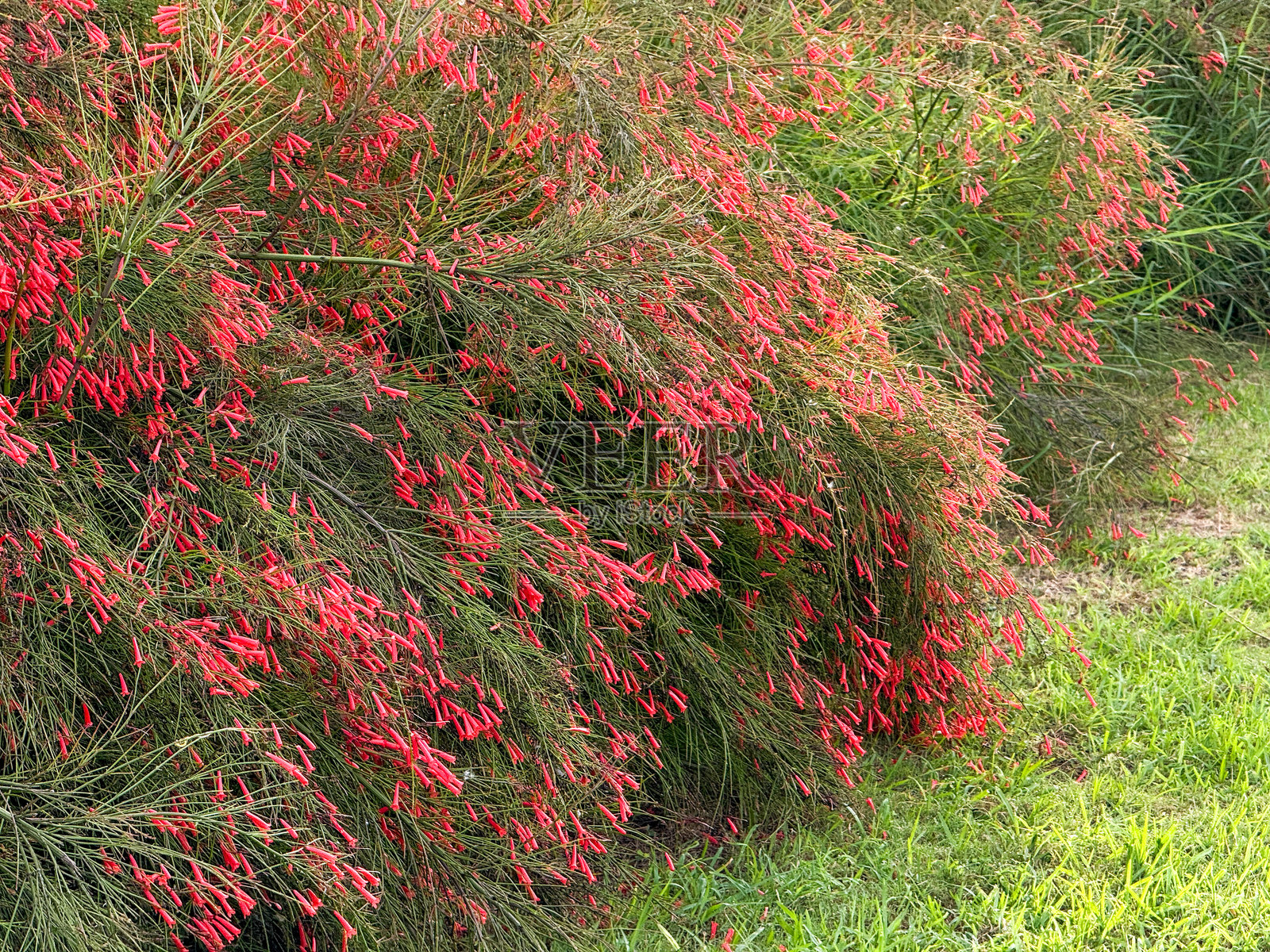 草地上有一丛开着红色花的灌木照片摄影图片