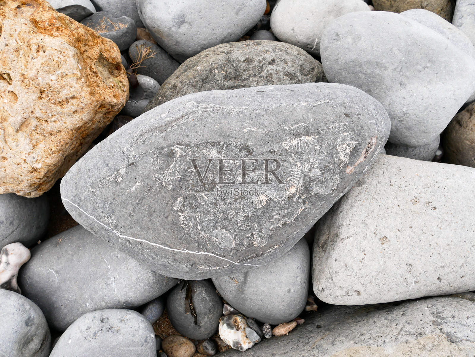 英国多塞特郡莱姆里吉斯发现的菊石化石照片摄影图片