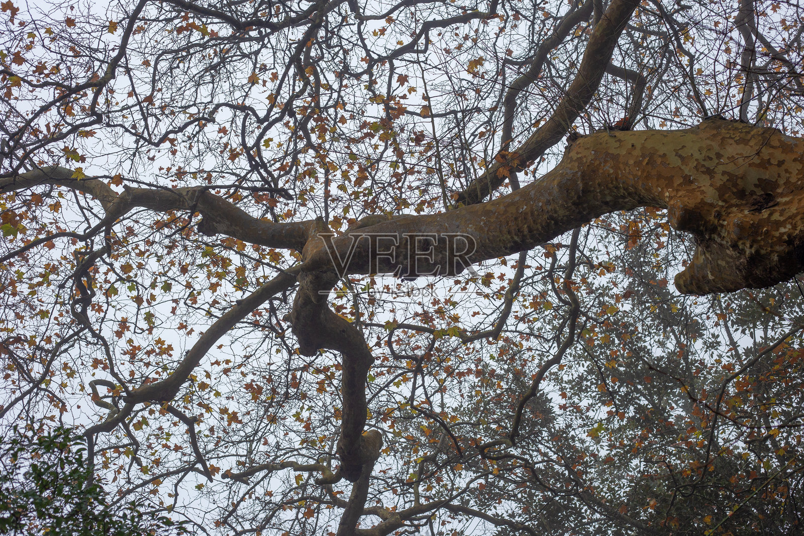 在植物园抬头仰望光秃秃的秋季树枝照片摄影图片