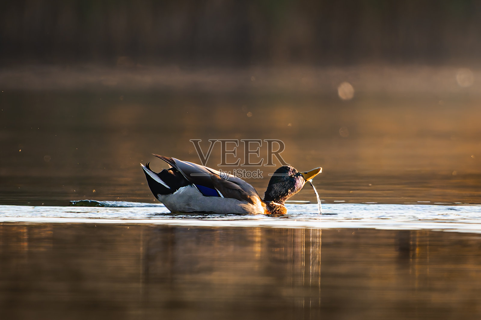 金色的时刻，鸭子在游泳，溅起水花。照片摄影图片