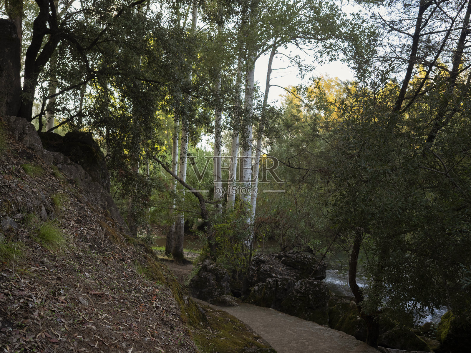 奥利埃纳照片摄影图片