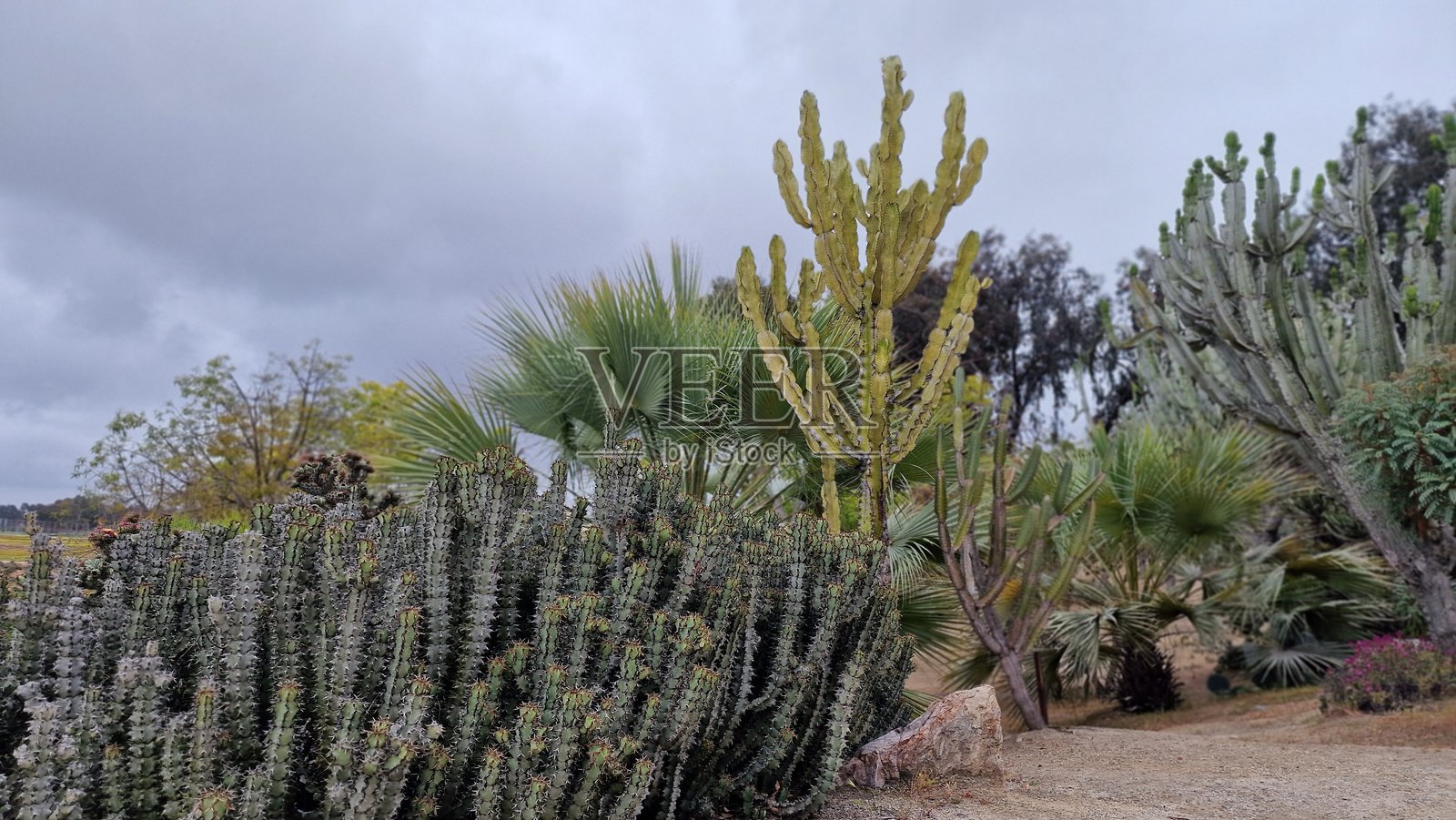在美国的真实旅行体验照片摄影图片