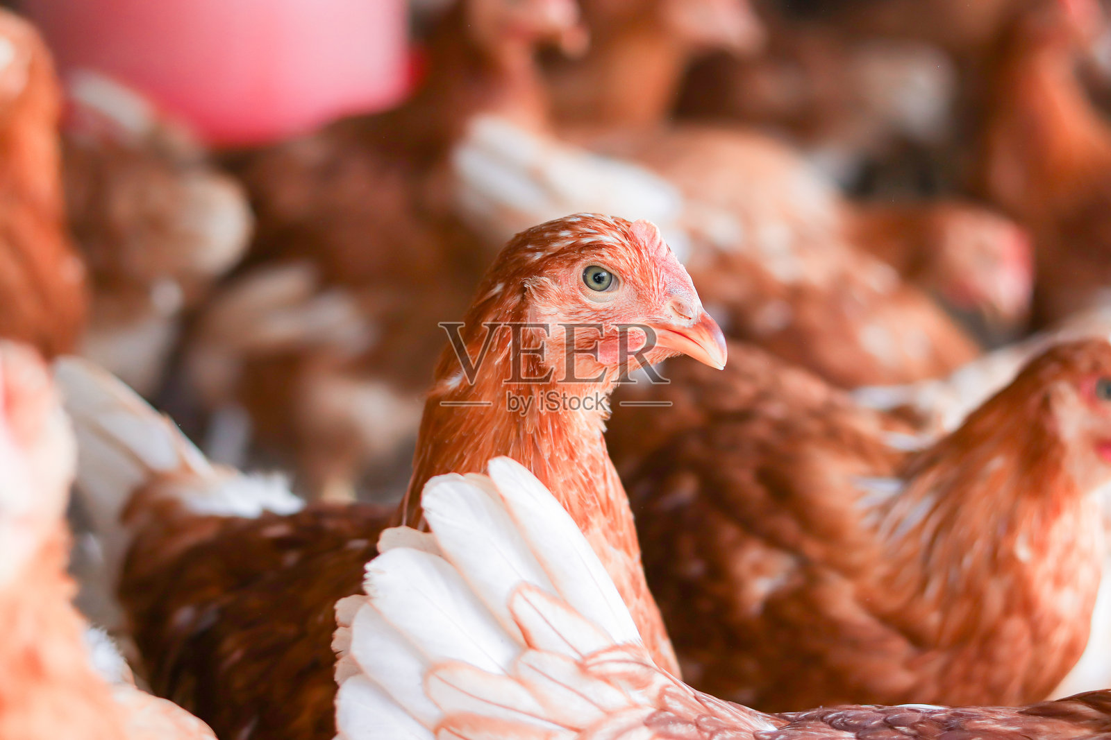 许多棕色鸡在养鸡场照片摄影图片